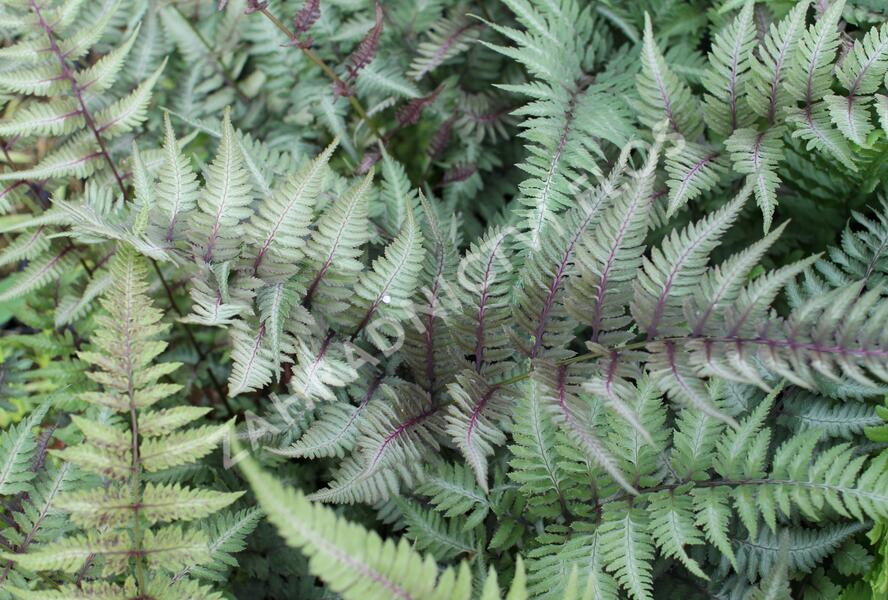 Papratka japonská 'Metallicum' - Athyrium niponicum 'Metallicum'