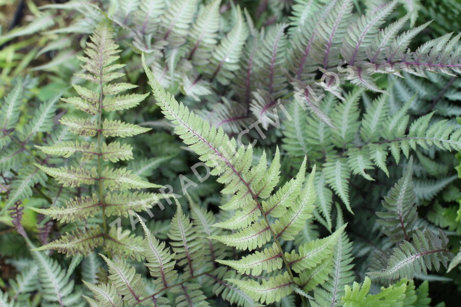 Papratka japonská 'Metallicum' - Athyrium niponicum 'Metallicum'
