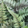 Papratka japonská 'Metallicum' - Athyrium niponicum 'Metallicum'