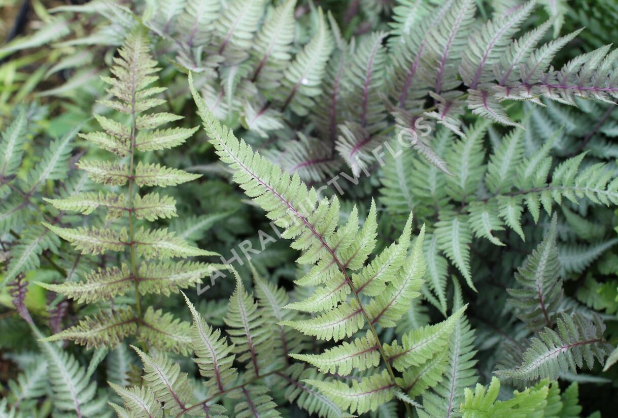 Papratka japonská 'Metallicum' - Athyrium niponicum 'Metallicum'