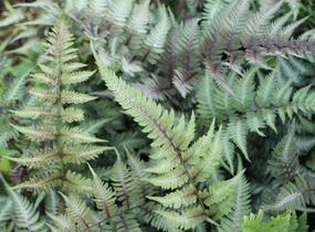 Papratka japonská 'Metallicum' - Athyrium niponicum 'Metallicum'