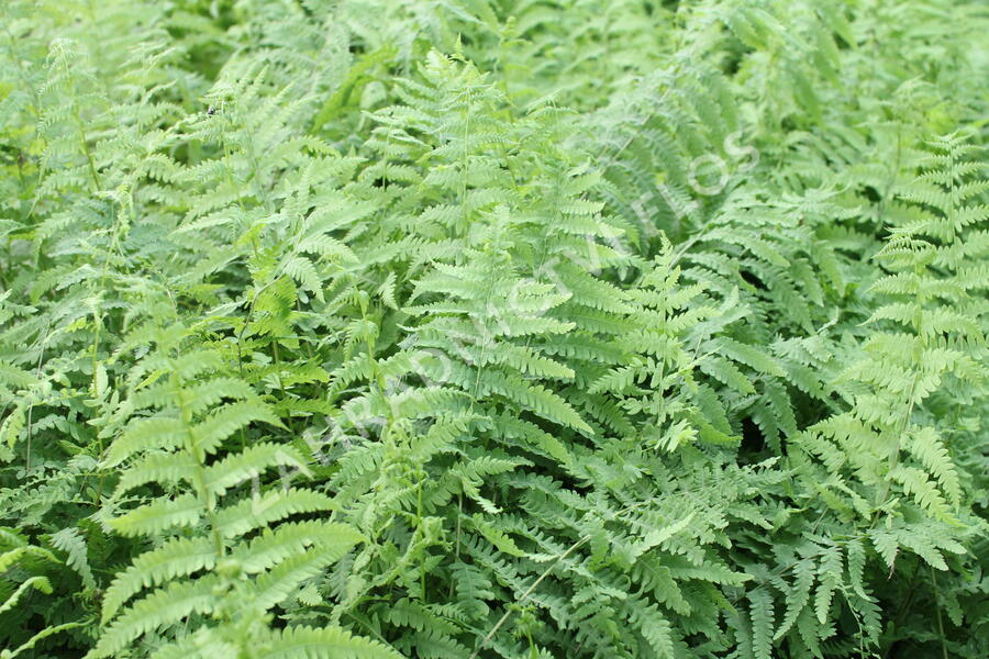 Kapradiník bažinný - Thelypteris palustris