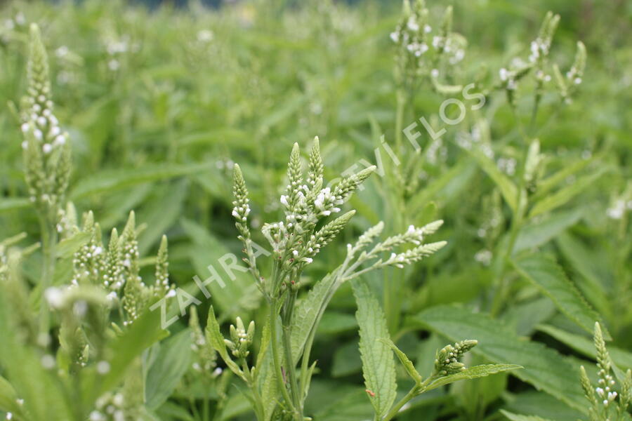 Verbena šípovitá, sporýš 'White Spires' - Verbena hastata 'White Spires'