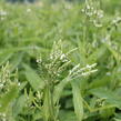 Verbena šípovitá, sporýš 'White Spires' - Verbena hastata 'White Spires'