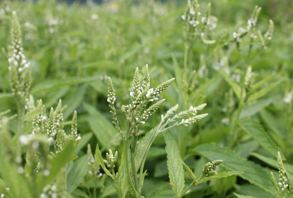 Sporýš šípovitý 'White Spires' - Verbena hastata 'White Spires'
