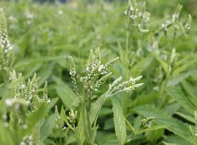 Sporýš šípovitý 'White Spires' - Verbena hastata 'White Spires'
