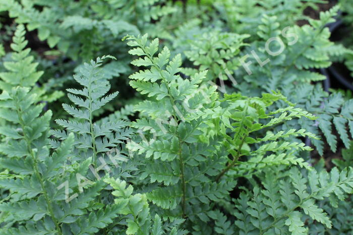 Kapradina Braunova - Polystichum braunii