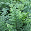 Kapradina Braunova - Polystichum braunii
