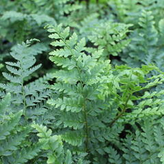 Kapradina Braunova - Polystichum braunii
