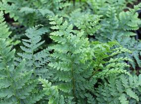 Kapradina Braunova - Polystichum braunii