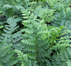 Kapradina Braunova - Polystichum braunii