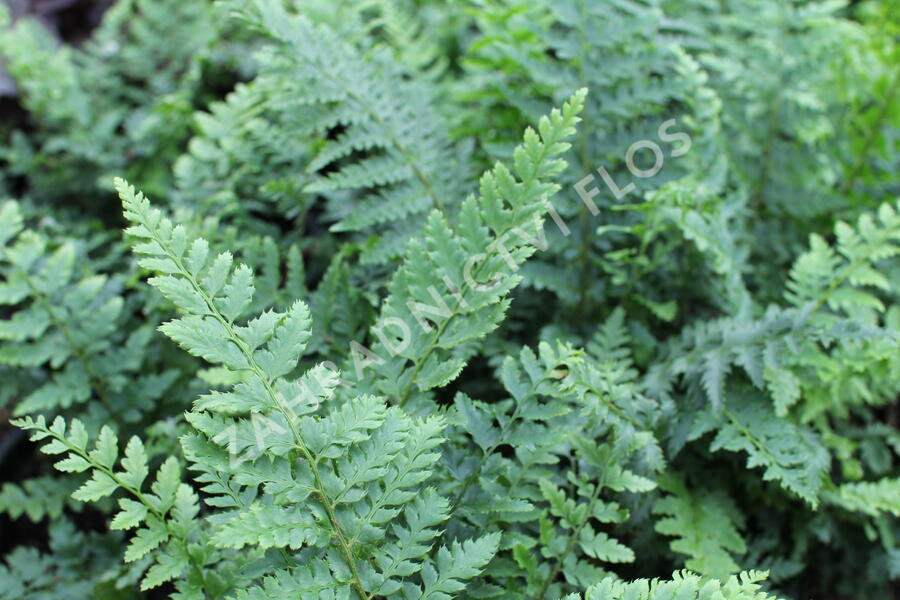 Kapradina Braunova - Polystichum braunii