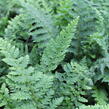 Kapradina Braunova - Polystichum braunii