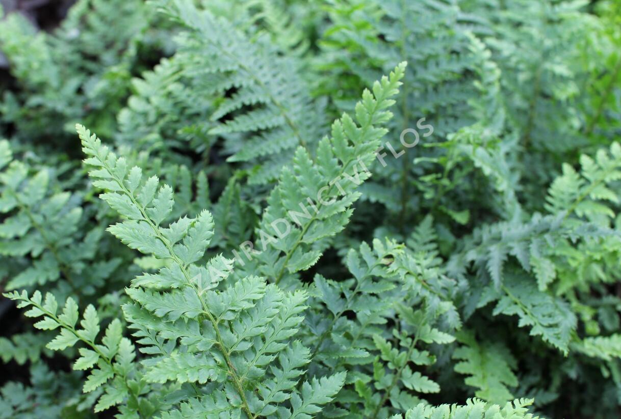 Kapradina Braunova - Polystichum braunii