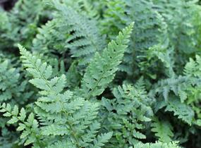 Kapradina Braunova - Polystichum braunii