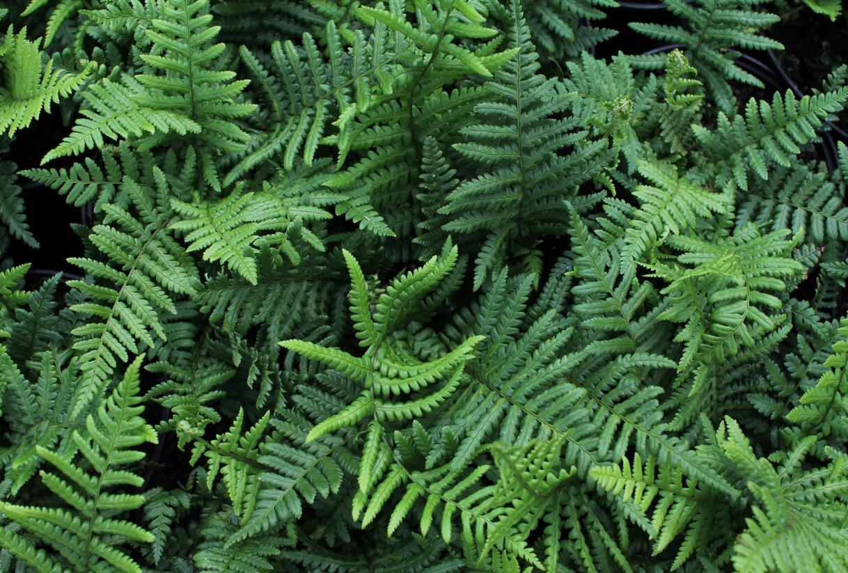 Kapraď rezavá - Dryopteris affinis