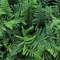 Kapraď rezavá - Dryopteris affinis