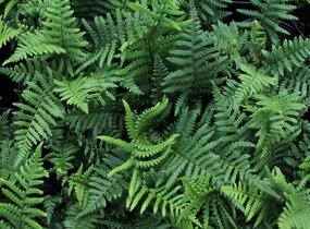 Kapraď rezavá - Dryopteris affinis