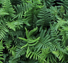 Kapraď rezavá - Dryopteris affinis