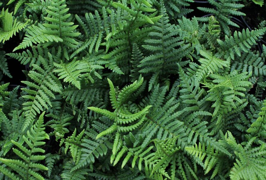 Kapraď rezavá - Dryopteris affinis