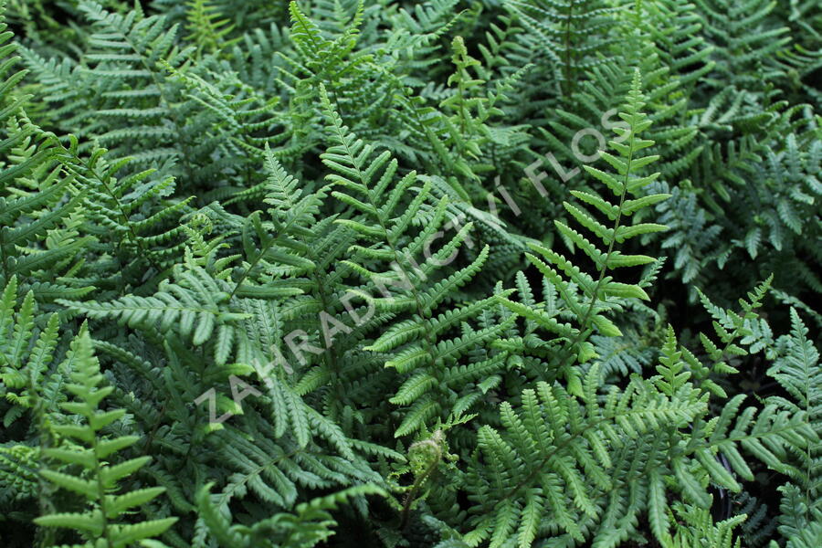 Kapraď rezavá - Dryopteris affinis