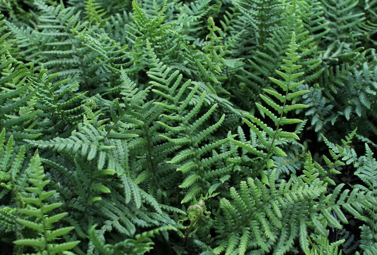 Kapraď rezavá - Dryopteris affinis