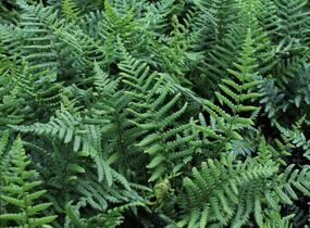 Kapraď rezavá - Dryopteris affinis