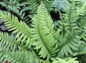 Kapradina - Polystichum munitum