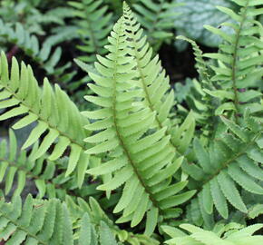 Kapradina - Polystichum munitum