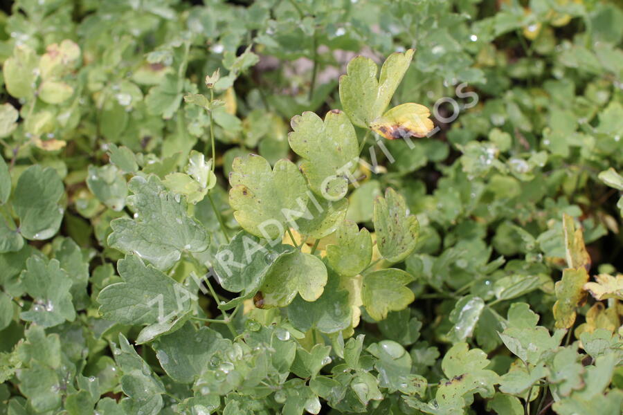 Žluťucha žlutá - Thalictrum flavum ssp. glaucum