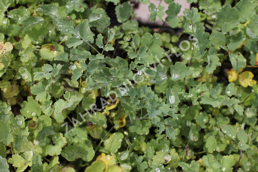 Žluťucha žlutá - Thalictrum flavum ssp. glaucum