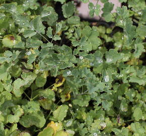 Žluťucha žlutá - Thalictrum flavum ssp. glaucum