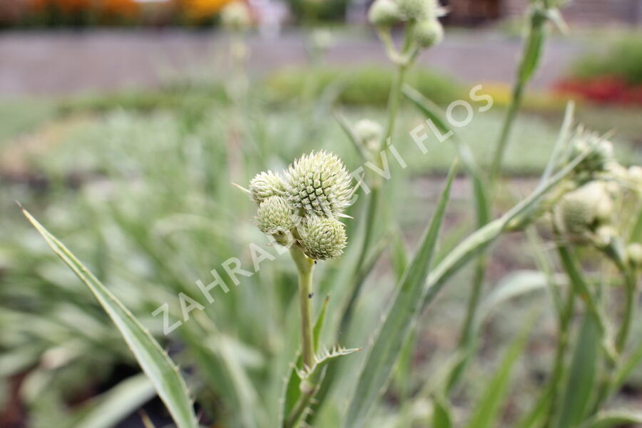 Máčka jukolistá - Eryngium yuccifolium