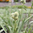 Máčka jukolistá - Eryngium yuccifolium