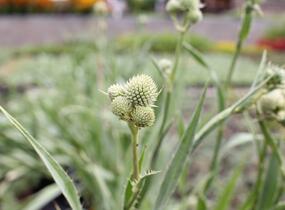 Máčka jukolistá - Eryngium yuccifolium