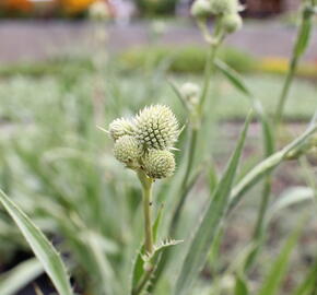Máčka jukolistá - Eryngium yuccifolium