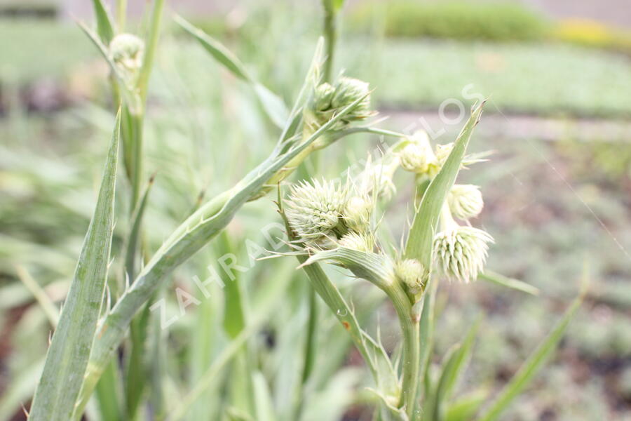 Máčka jukolistá - Eryngium yuccifolium