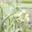 Máčka jukolistá - Eryngium yuccifolium