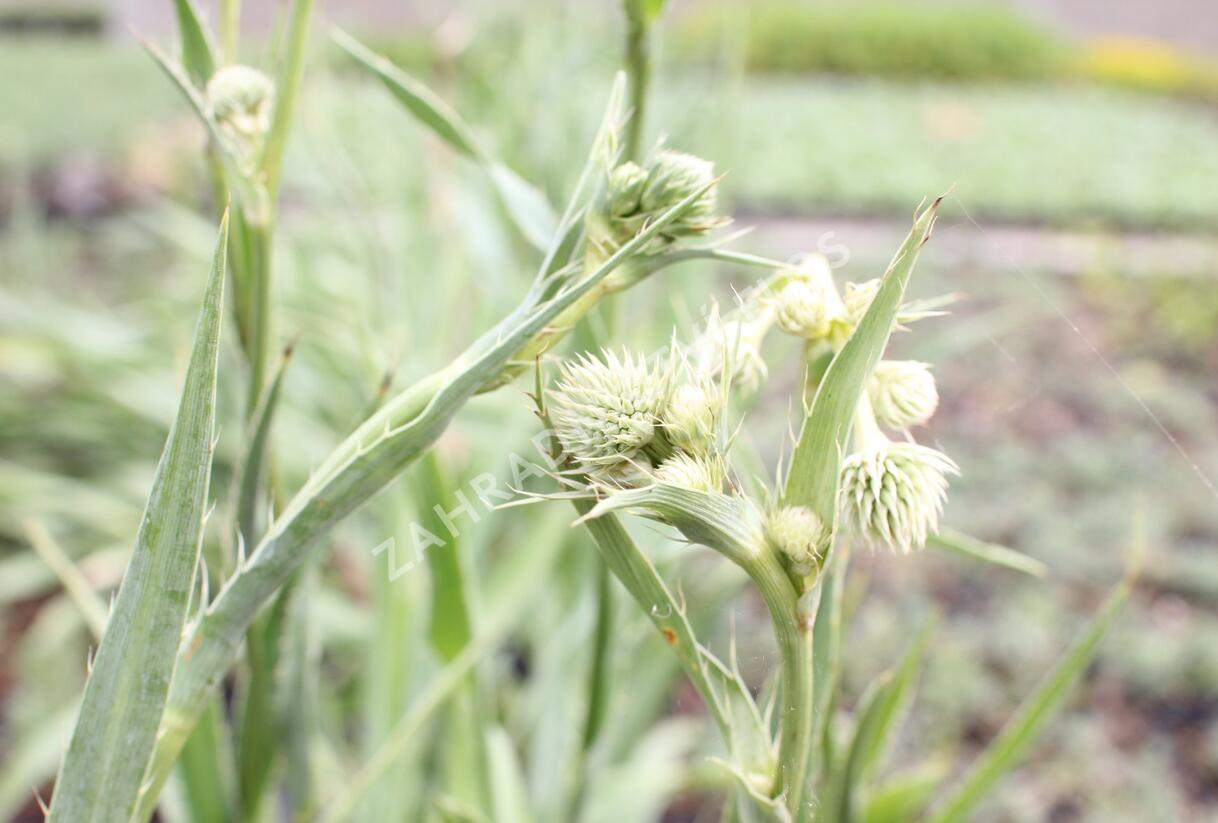 Máčka jukolistá - Eryngium yuccifolium