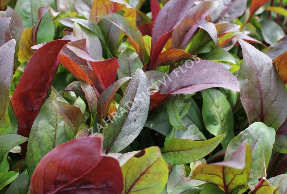 Dračík 'Dakota Burgundy' - Penstemon 'Dakota™ Burgundy'