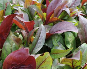 Dračík 'Dakota Burgundy'