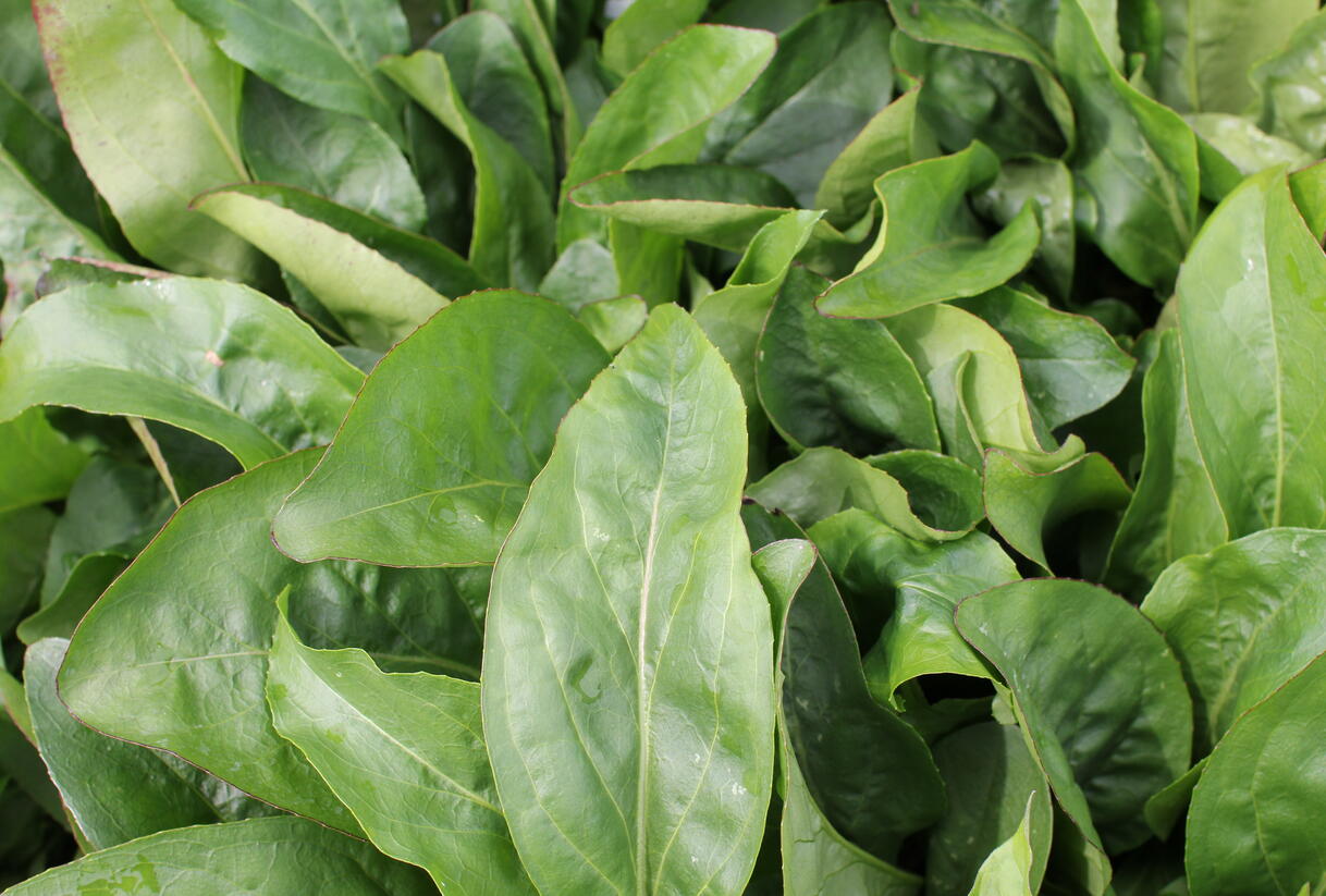 Dračík 'Dakota™ Verde' - Penstemon 'Dakota™ Verde'