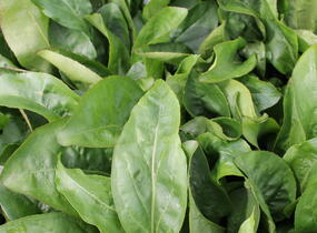 Dračík 'Dakota™ Verde' - Penstemon 'Dakota™ Verde'