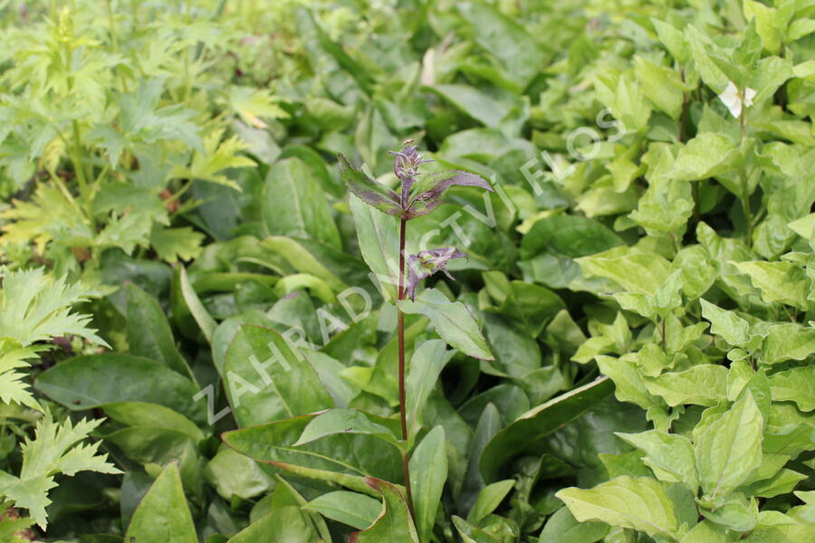 Dračík 'Dakota™ Verde' - Penstemon 'Dakota™ Verde'