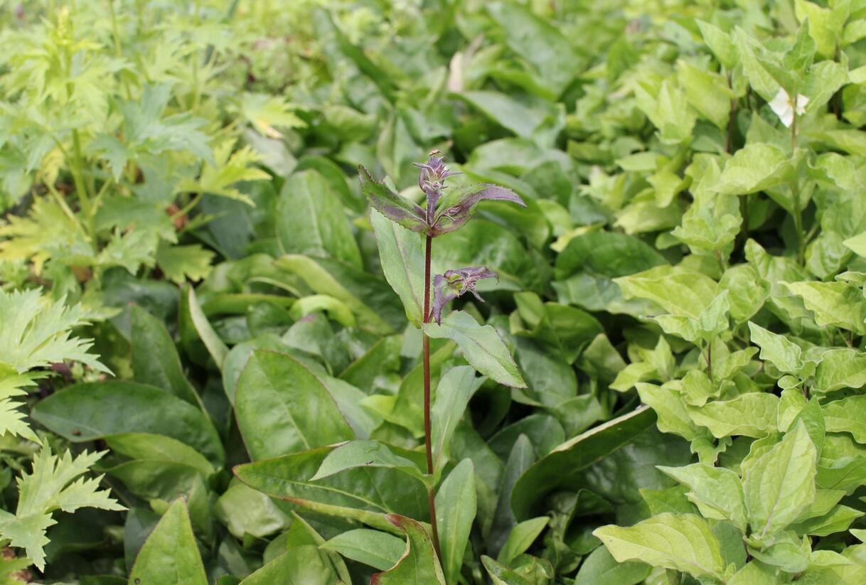 Dračík 'Dakota™ Verde' - Penstemon 'Dakota™ Verde'