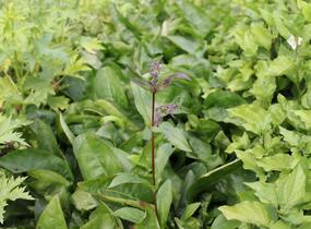 Dračík 'Dakota™ Verde' - Penstemon 'Dakota™ Verde'