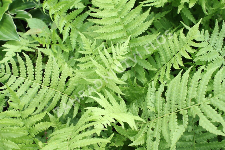 Pérovník pštrosí - Matteuccia struthiopteris