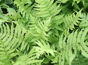 Pérovník pštrosí - Matteuccia struthiopteris