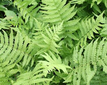 Pérovník pštrosí