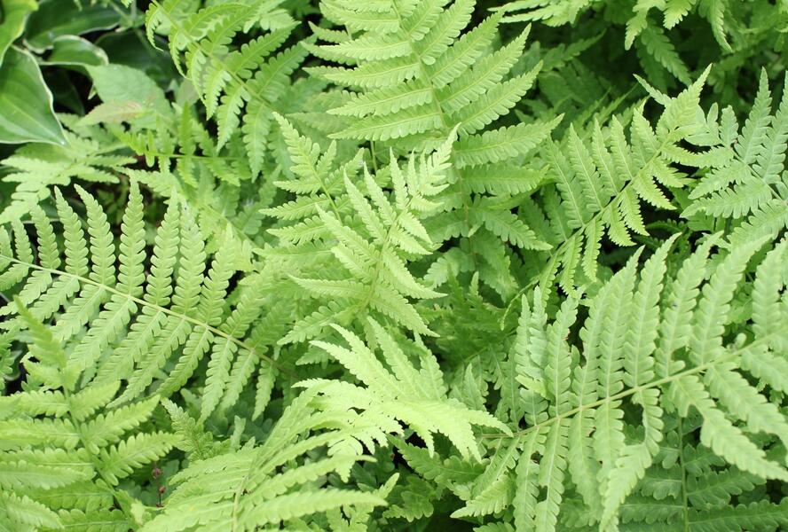 Pérovník pštrosí - Matteuccia struthiopteris